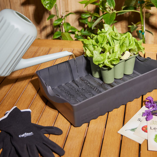 Backyard Farmer seed raising kit containing six punnet trays filled with seedlings, alongside indoor gardening tools.