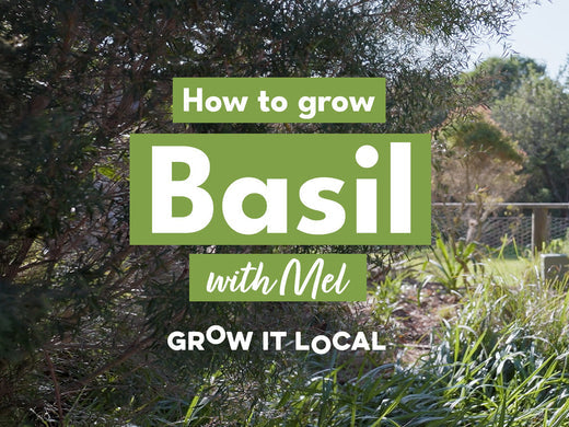 How to Grow Basil with Mel