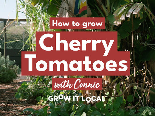 How to Grow Cherry Tomotoes with Connie
