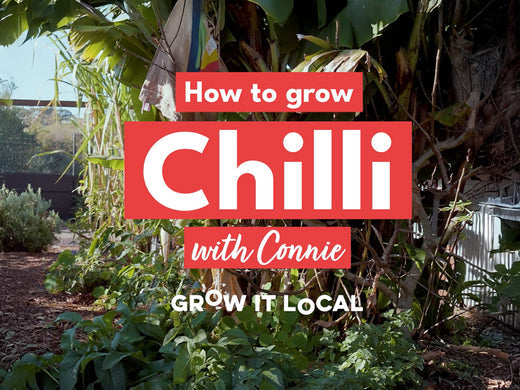 How to Grow Chillies with Connie