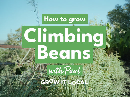 How to Grow Climbing Beans with Paul