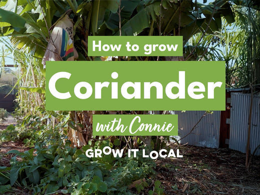 How to Grow Coriander with Connie