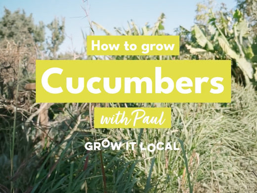 How to Grow Cucumbers with Paul