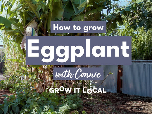 How to Grow Eggplants with Connie