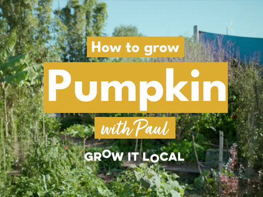 How to Grow Pumpkin with Paul