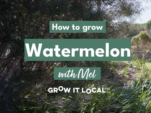 How to Grow Watermelon with Mel