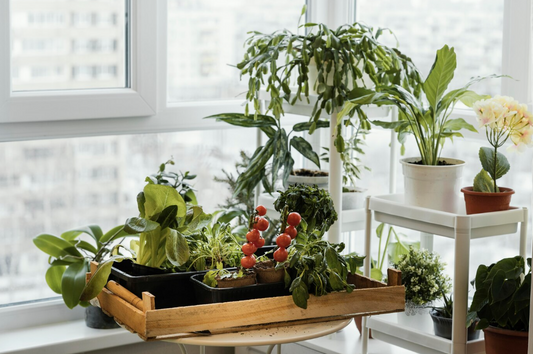 Indoor garden containing green leafy plants and tomatoes, positioned in a window sill.