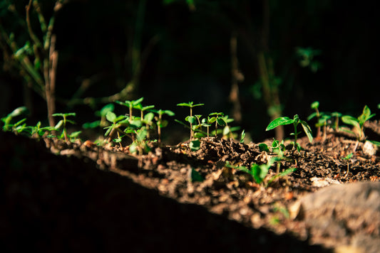 Sunlight shining over seedlings planted in a home garden.