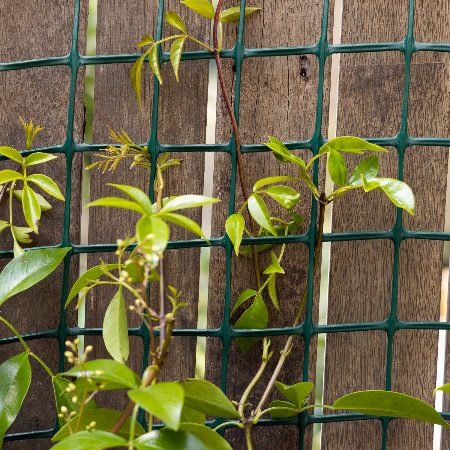 Garden Trellis 50mm