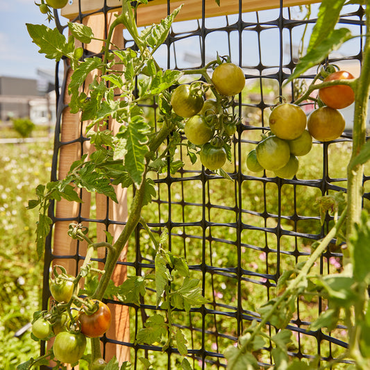 Backyard Farmer's Garden Trellis supporting tomato plant. 