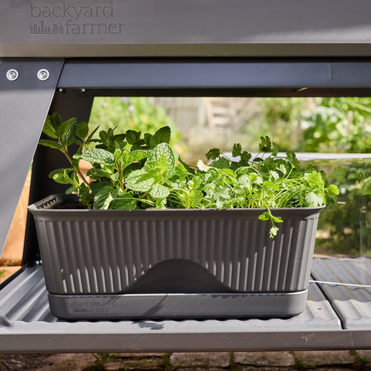 Grow Your Own Herbs and Micro Greens with Lula