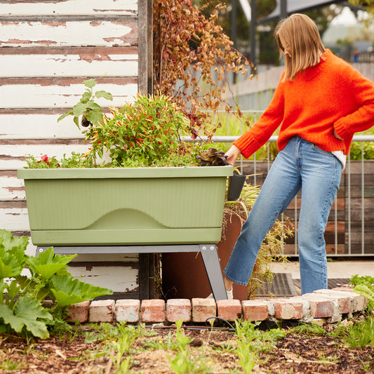 Begin Your Home Growing Journey with Georgie