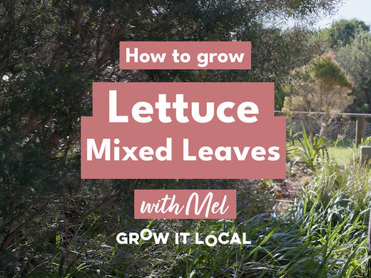 How to Grow Lettuce Mixed Leaves with Mel