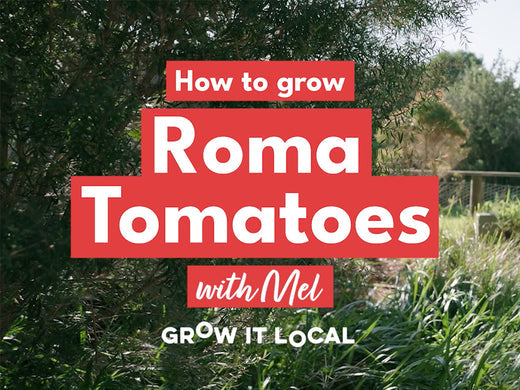 How to grow Roma Tomatoes with Mel