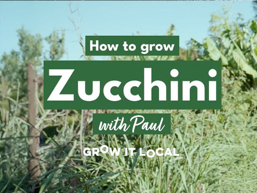 How to Grow Zucchini with Paul