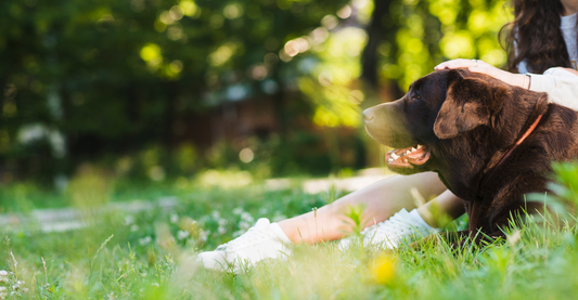 Pet dog sitting alongside a young girl in the backyard. 