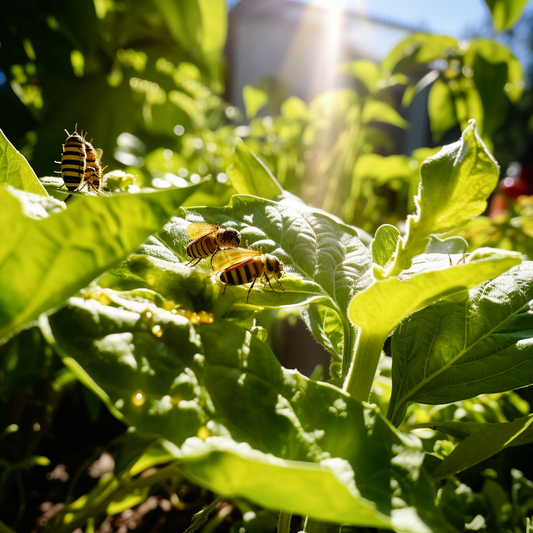 Group of bees hovering over a leafy green in plant in a home garden.