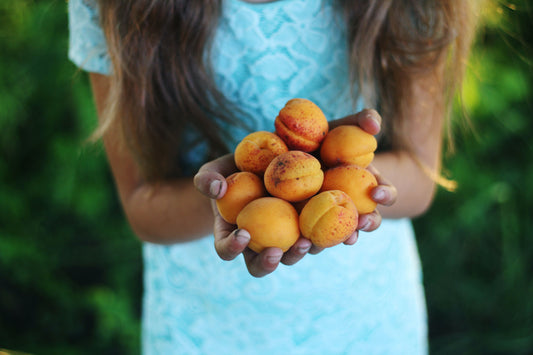 Young girl holding a handful of fresh apricots in the garden.