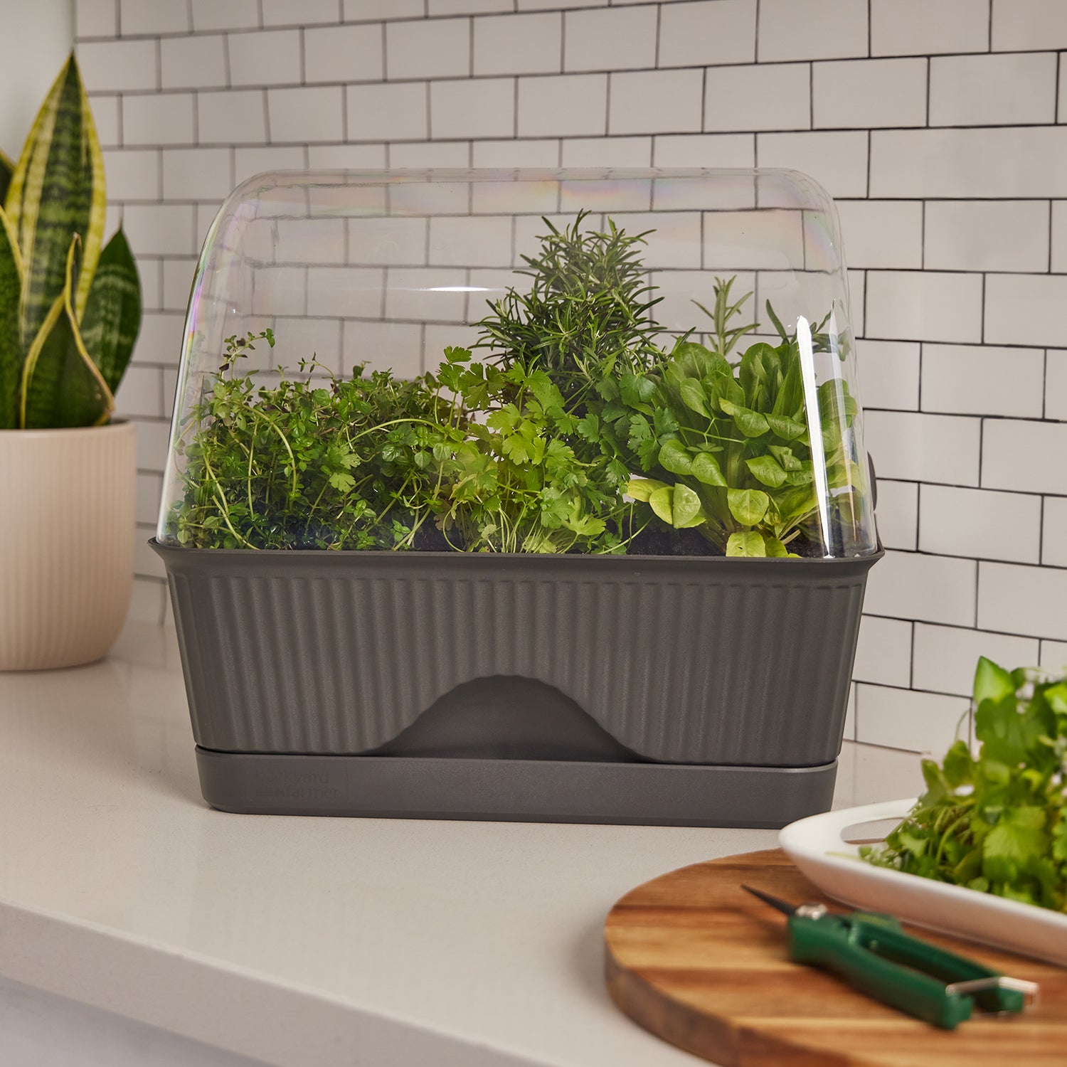 Lula - The Self-Watering Mini Greenhouse
