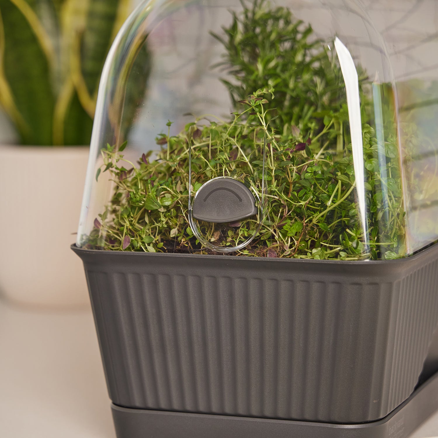 Lula - The Self-Watering Mini Greenhouse