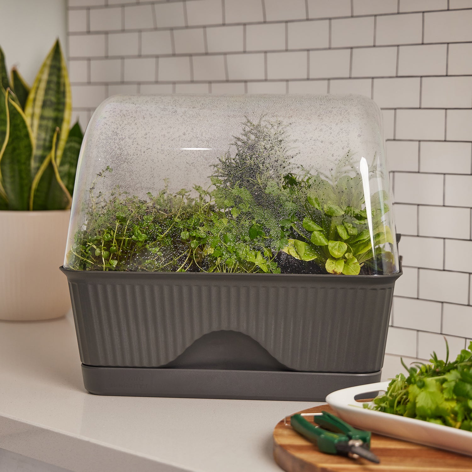 Lula - The Self-Watering Mini Greenhouse