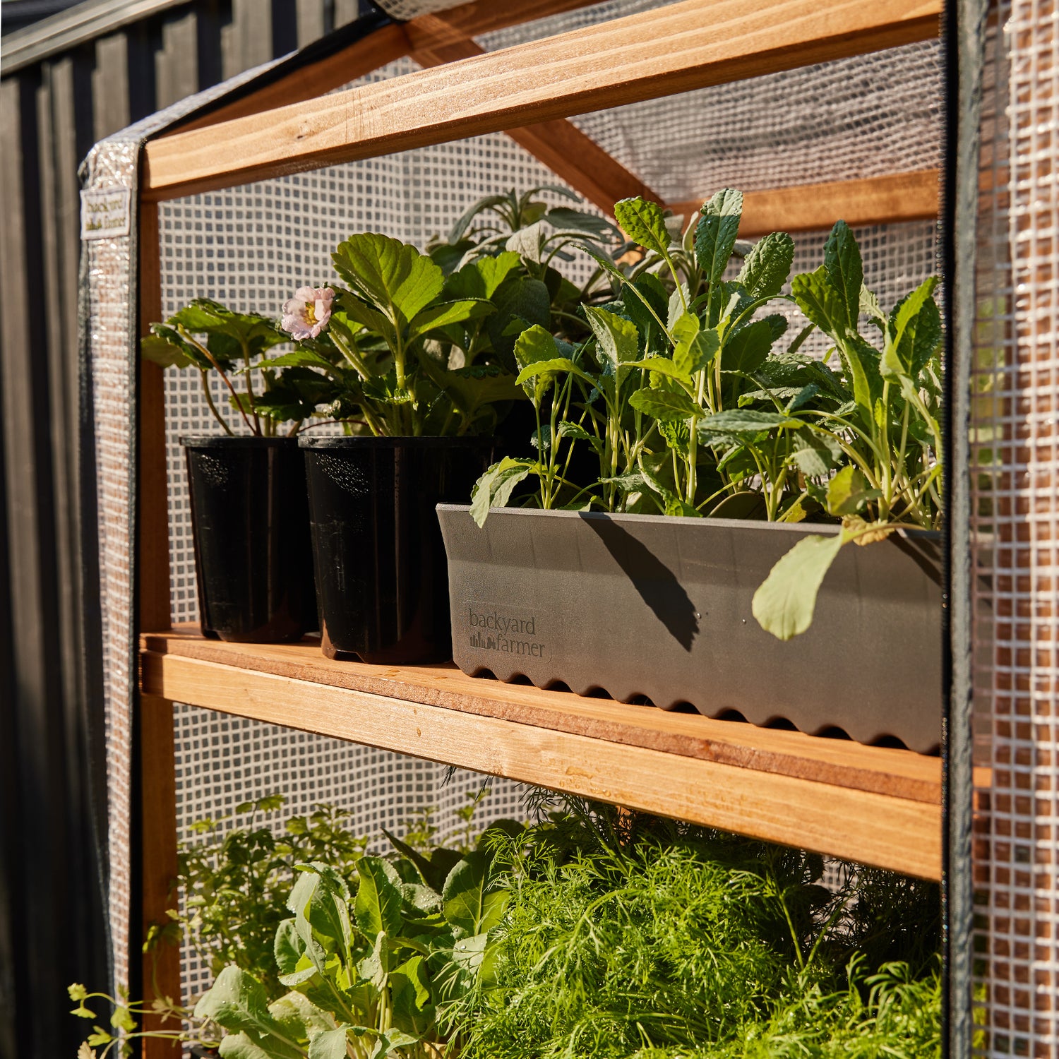 4 Shelf Timber Greenhouse