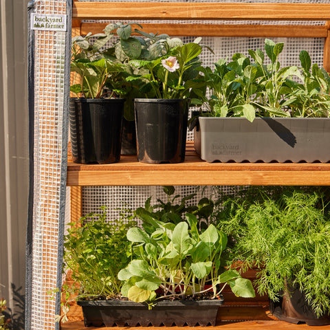 4 Shelf Timber Greenhouse