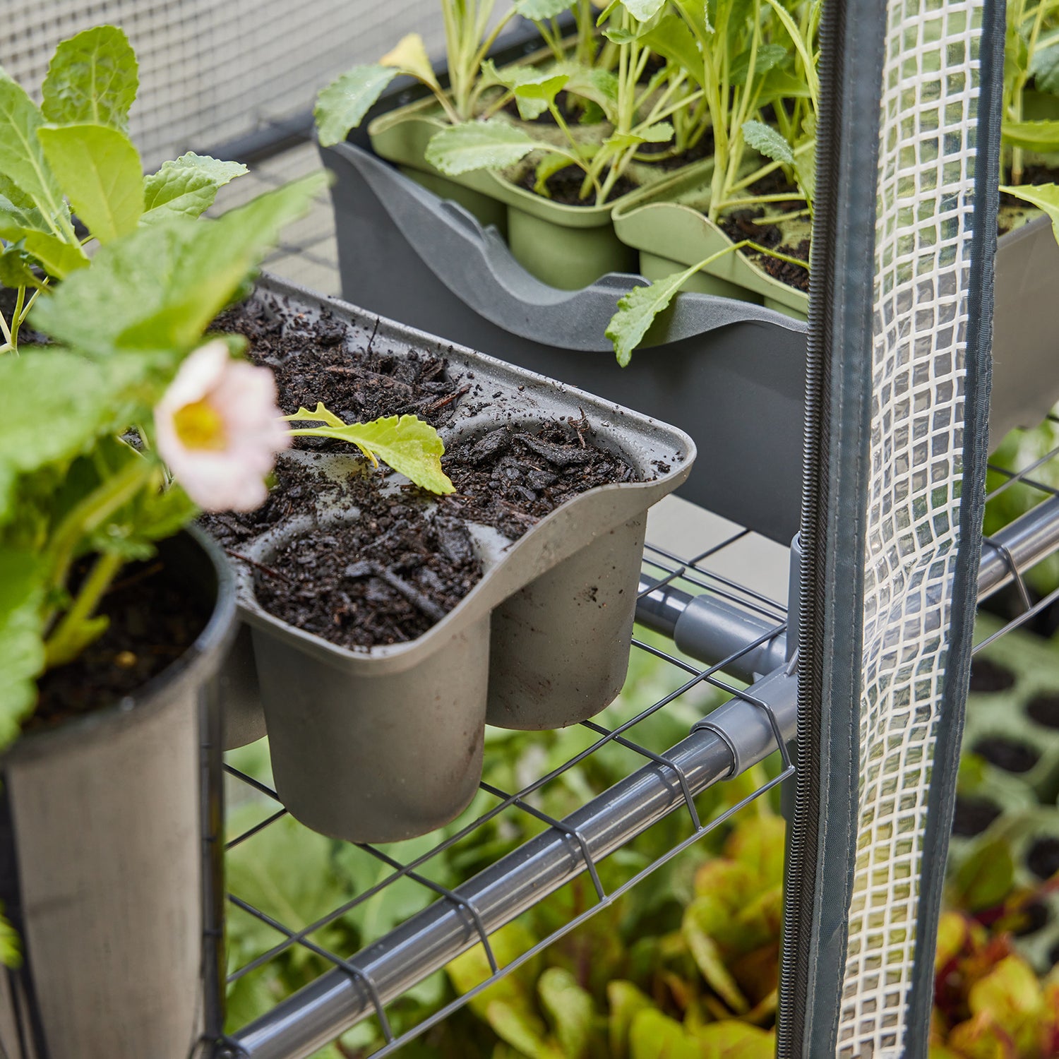 Maxi Greenhouse