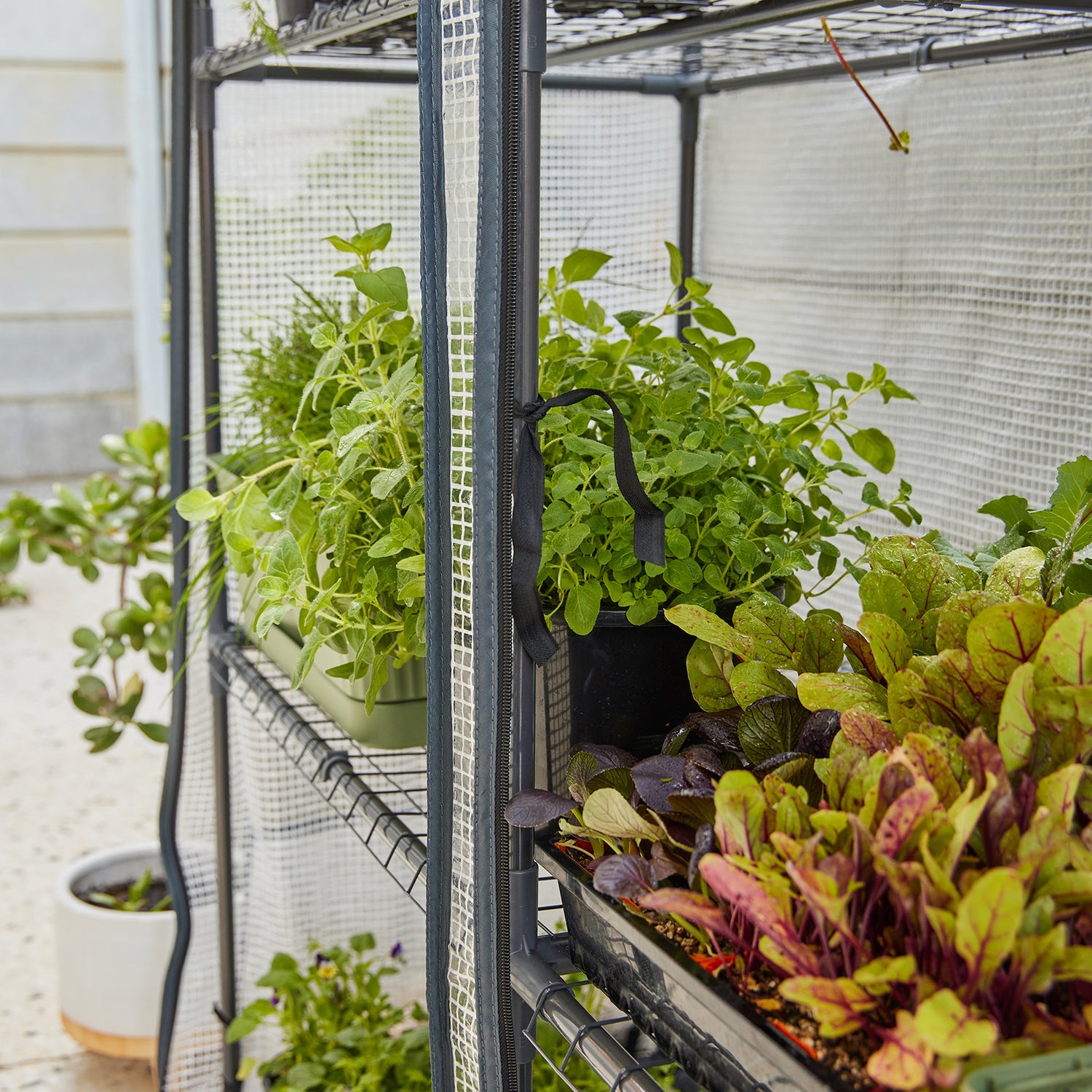 Maxi Greenhouse