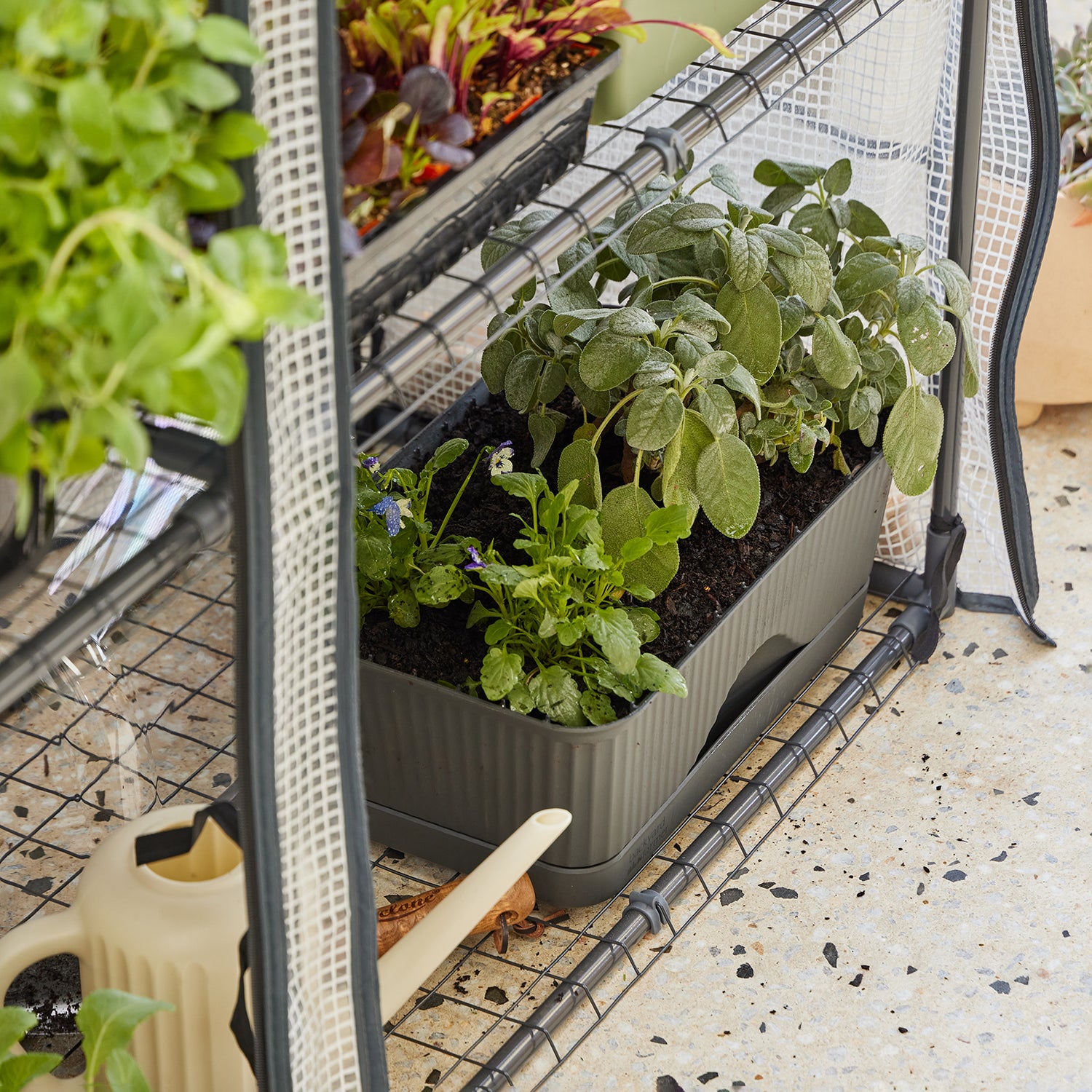 Maxi Greenhouse