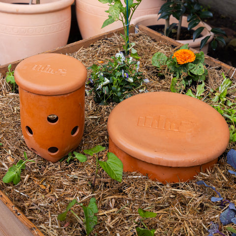 Archie In-Ground Terracotta Worm Farm 1.1L