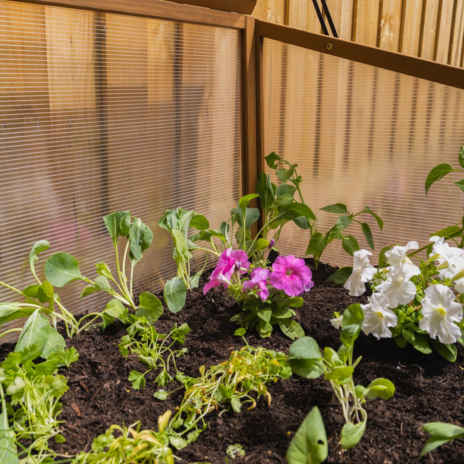 Timber Cold Frame Greenhouse