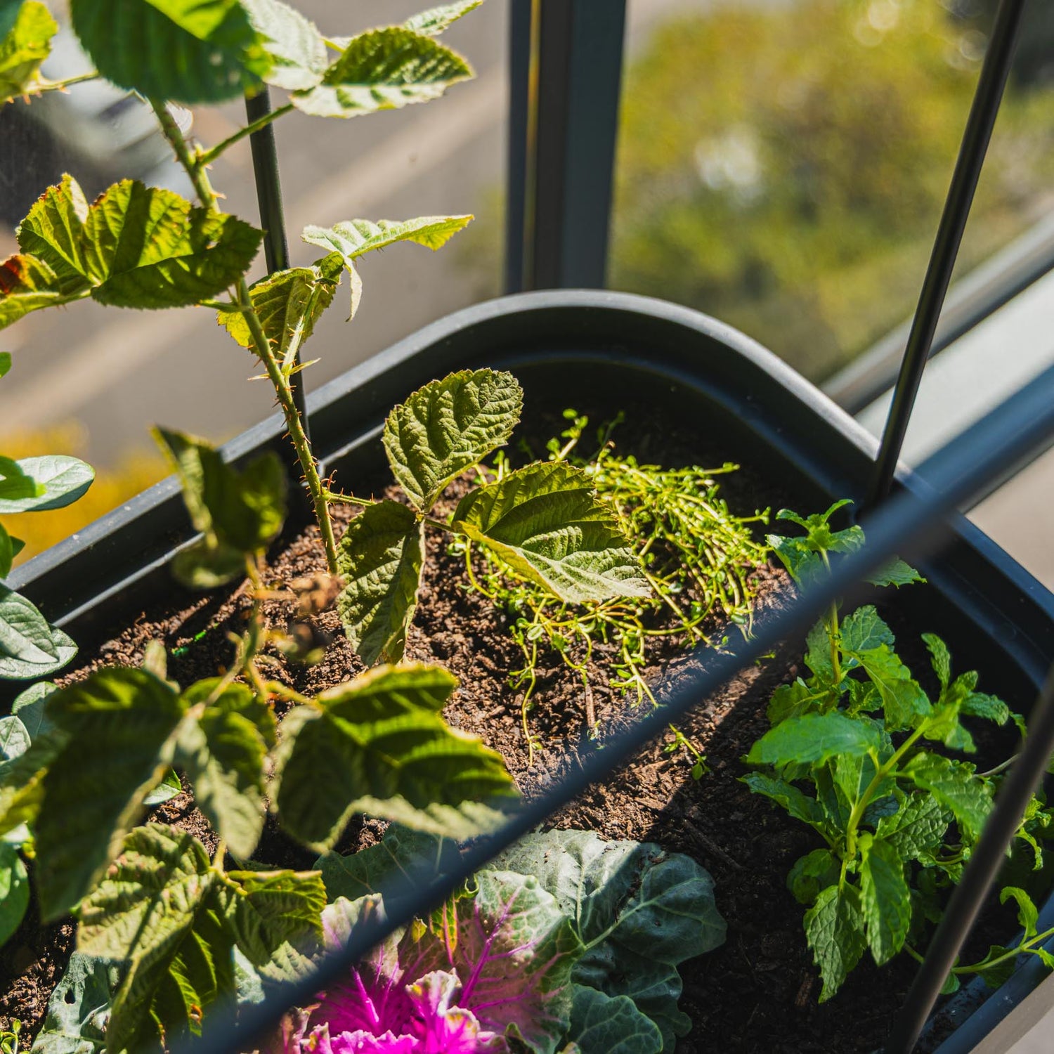 Theo Self Watering Raised Garden Bed With Trellis