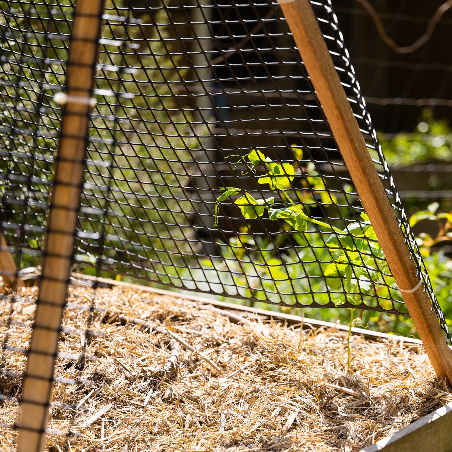 Garden Trellis 25mm