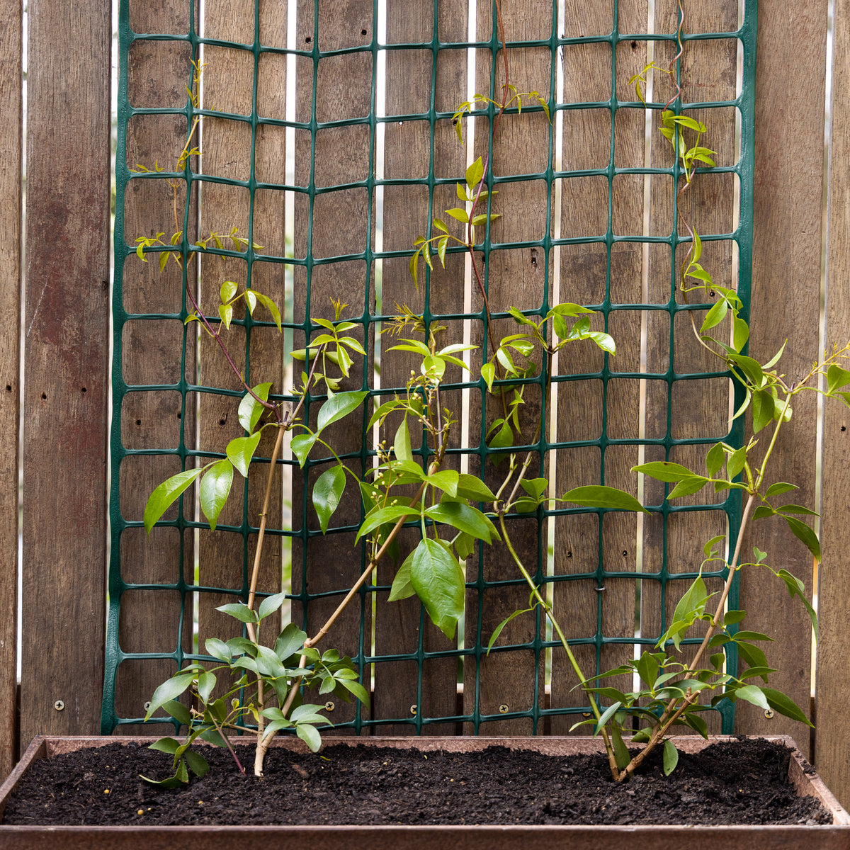 plastic plant trellis Garden Trellis 50mm – Backyard Farmer